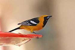 Perky-Pet Tray Oriole Feeder