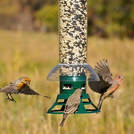 Squirrel-Proof Design