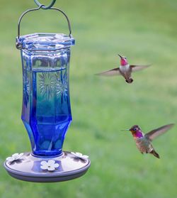 Perky-Pet Sapphire Starburst Vintage Hummingbird Feeder