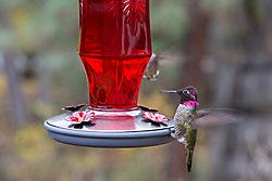 Perky-Pet Ruby Starburst Vintage Hummingbird Feeder