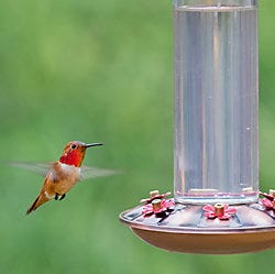 Perky-Pet Ornate Hummingbird Feeder