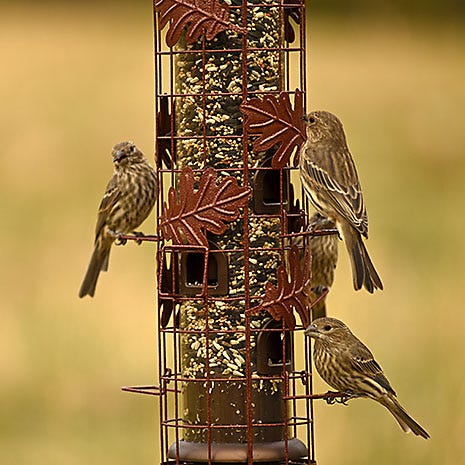 Accommodates Multiple Birds