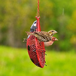 Perky-Pet Ladybug Mesh Wild Bird Feeder