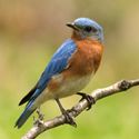 Bluebirds