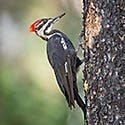 Woodpeckers