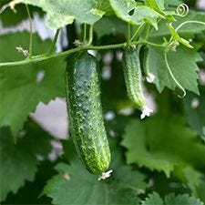 Cucumbers