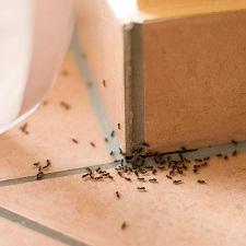 Ants swarming in a corner