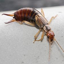 Climbing earwig