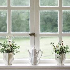 Plants on a windowsill