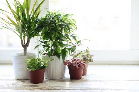 Protect Your Houseplants With Sticky Stakes