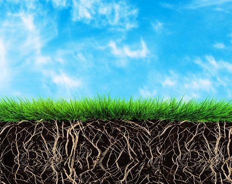 Natural Nutrient Boosters For Healthier Lawns