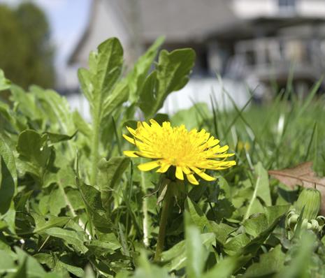 Not For Use on Existing Weeds
