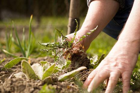 Stops Weeds in Their Tracks