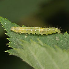 Caterpillar on Leaf