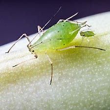 Aphid