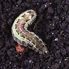 Armyworm