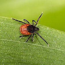 Castor Bean Tick