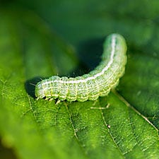 Caterpillar