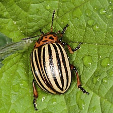 Colorado Potato Beetle