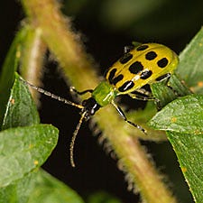 Cucumber beetle