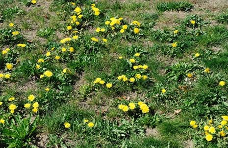 Kill Weeds