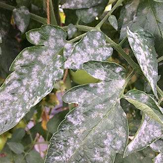 tomato with powdery mildew