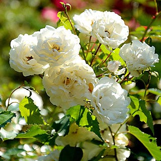 white rose