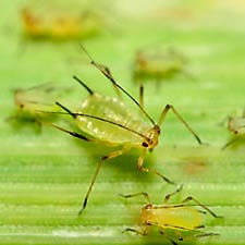 Grain Aphid