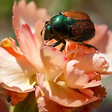 Japanese Beetle