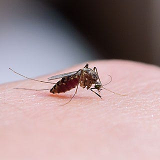 kill mosquitoes on contact