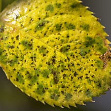 Leaf Spot