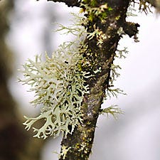 lichen on tree branch