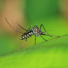 Mosquito