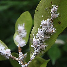 Mealybug