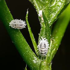 Mealybug