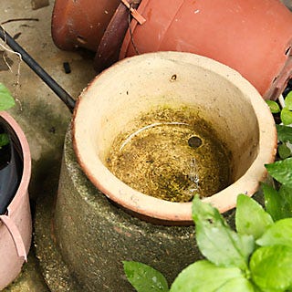 Stagnant Water in Vase