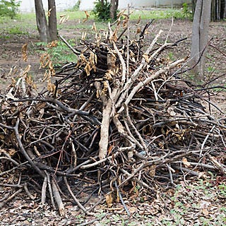 Pile of Tree Branches