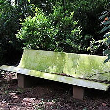 moss on bench
