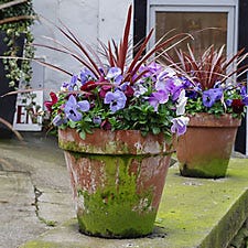 moss on flower pot