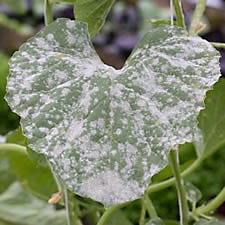 Powdery Mildew