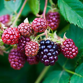 Protect Blackberries