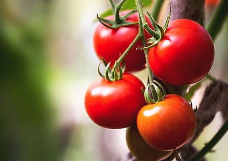 Protect Vegetables