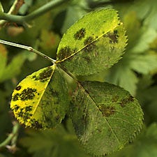 Rose Leaves