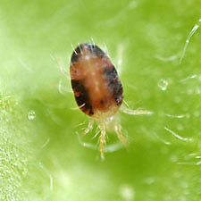 Spider Mite