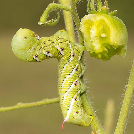 tobacco hornworm