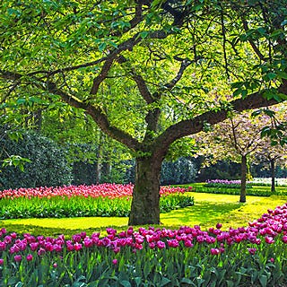 tree and tulips