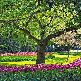 tree and tulips