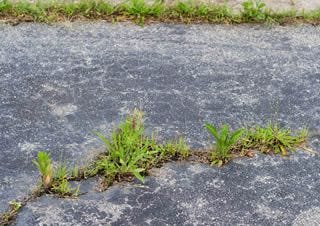 weeds in asphalt