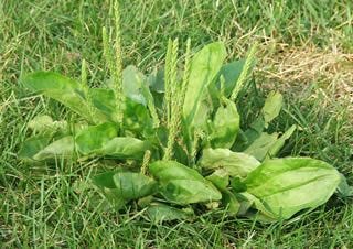 unwanted weeds