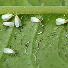 Whiteflies